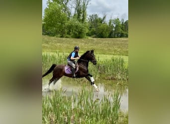 Weitere Warmblüter, Wallach, 5 Jahre, 168 cm, Rotbrauner
