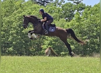 Weitere Warmblüter, Wallach, 5 Jahre, 168 cm, Rotbrauner