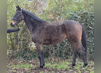 Weitere Warmblüter, Wallach, 5 Jahre, 168 cm, Schwarzbrauner