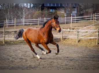 Weitere Warmblüter, Wallach, 5 Jahre, 170 cm, Brauner