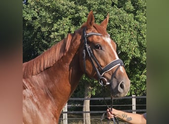 Weitere Warmblüter, Wallach, 5 Jahre, 170 cm, Fuchs