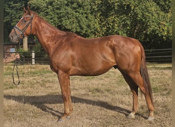 Weitere Warmblüter, Wallach, 5 Jahre, 170 cm, Fuchs