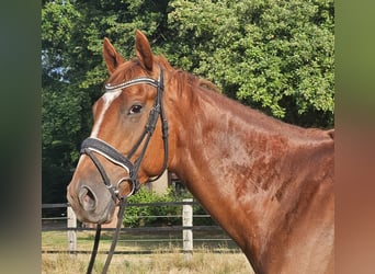 Weitere Warmblüter, Wallach, 5 Jahre, 170 cm, Fuchs
