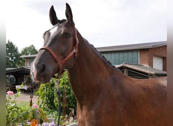 Weitere Warmblüter, Wallach, 5 Jahre, 171 cm