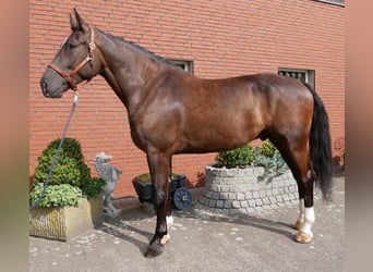 Weitere Warmblüter, Wallach, 5 Jahre, 171 cm