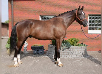 Weitere Warmblüter, Wallach, 5 Jahre, 171 cm