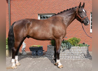 Weitere Warmblüter, Wallach, 5 Jahre, 171 cm