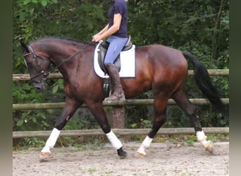 Weitere Warmblüter, Wallach, 5 Jahre, 171 cm