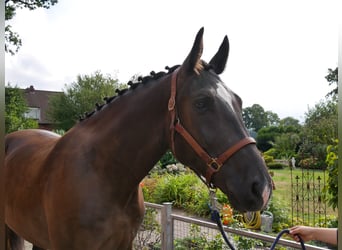 Weitere Warmblüter, Wallach, 5 Jahre, 171 cm