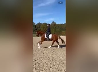 Weitere Warmblüter, Wallach, 5 Jahre, 172 cm, Fuchs