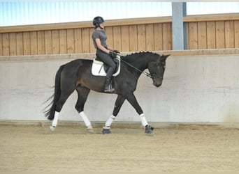 Weitere Warmblüter, Wallach, 5 Jahre, 172 cm, Schwarzbrauner