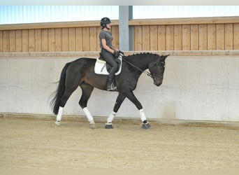 Weitere Warmblüter, Wallach, 5 Jahre, 172 cm, Schwarzbrauner