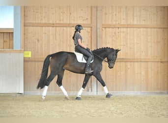 Weitere Warmblüter, Wallach, 5 Jahre, 172 cm, Schwarzbrauner