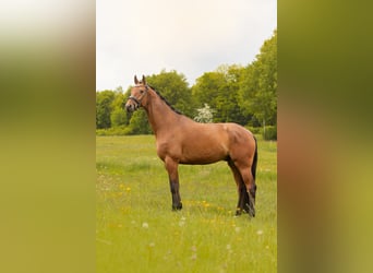 Weitere Warmblüter, Wallach, 5 Jahre, 173 cm, Brauner