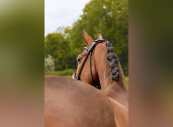 Weitere Warmblüter, Wallach, 5 Jahre, 173 cm, Brauner