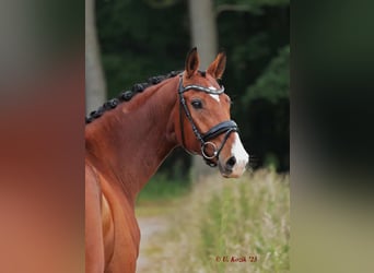 Weitere Warmblüter, Wallach, 5 Jahre, 173 cm, Brauner
