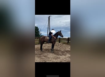 Weitere Warmblüter, Wallach, 5 Jahre, 173 cm, Kann Schimmel werden