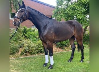 Weitere Warmblüter, Wallach, 5 Jahre, 175 cm, Brauner