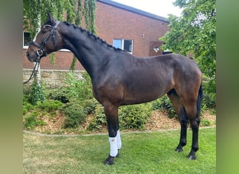Weitere Warmblüter, Wallach, 5 Jahre, 175 cm, Brauner