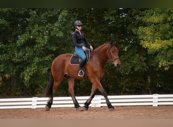 Weitere Warmblüter Mix, Wallach, 5 Jahre, 175 cm, Rotbrauner