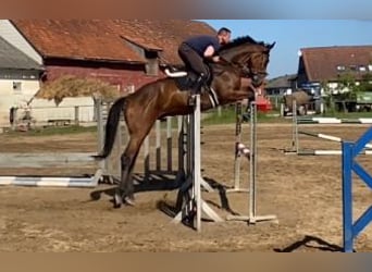 Weitere Warmblüter, Wallach, 5 Jahre, Brauner