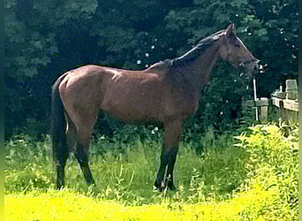 Weitere Warmblüter, Wallach, 5 Jahre, Brauner