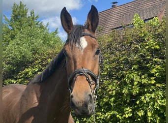 Weitere Warmblüter, Wallach, 5 Jahre, Brauner