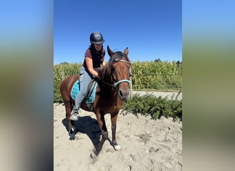 Weitere Warmblüter, Wallach, 5 Jahre