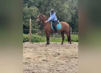 Weitere Warmblüter, Wallach, 5 Jahre