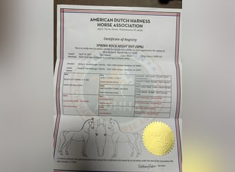 Weitere Warmblüter, Wallach, 5 Jahre, Rappe