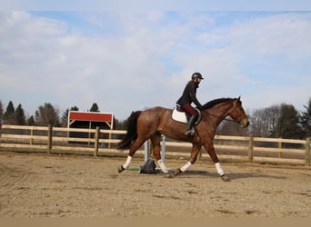 Weitere Warmblüter, Wallach, 5 Jahre, Roan-Bay