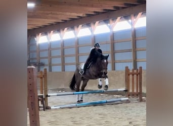 Weitere Warmblüter, Wallach, 5 Jahre, Roan-Bay