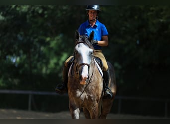 Weitere Warmblüter, Wallach, 5 Jahre, Schimmel