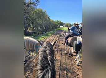 Weitere Warmblüter Mix, Wallach, 5 Jahre, Schimmel