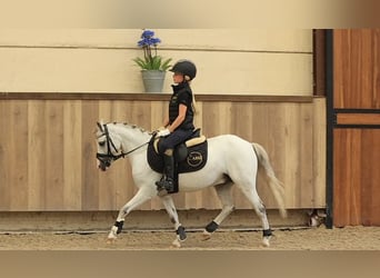 Weitere Warmblüter, Wallach, 6 Jahre, 120 cm, Schimmel