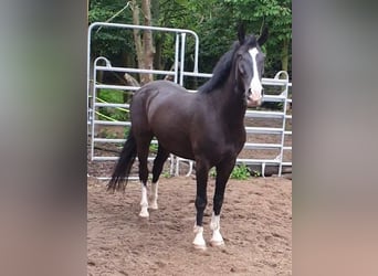 Weitere Warmblüter, Wallach, 6 Jahre, 146 cm, Schwarzbrauner