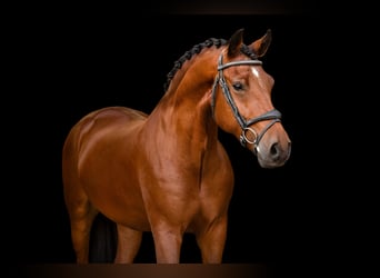 Weitere Warmblüter, Wallach, 6 Jahre, 148 cm, Brauner