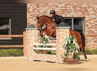 Weitere Warmblüter, Wallach, 6 Jahre, 148 cm, Brauner
