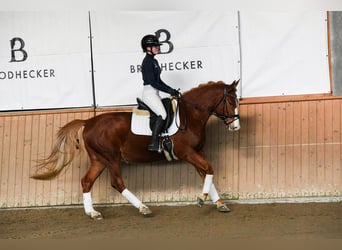 Weitere Warmblüter, Wallach, 6 Jahre, 153 cm, Fuchs