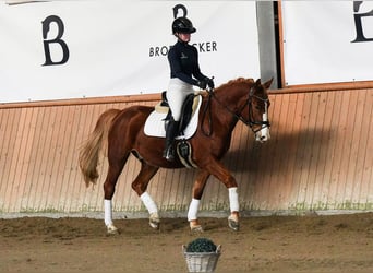 Weitere Warmblüter, Wallach, 6 Jahre, 153 cm, Fuchs