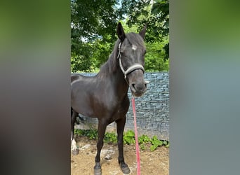 Weitere Warmblüter, Wallach, 6 Jahre, 155 cm, Rappe