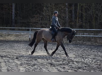 Weitere Warmblüter, Wallach, 6 Jahre, 156 cm, Buckskin