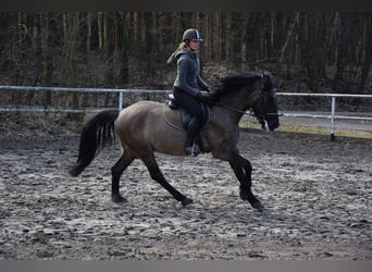 Weitere Warmblüter, Wallach, 6 Jahre, 156 cm, Buckskin