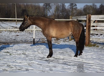 Weitere Warmblüter, Wallach, 6 Jahre, 156 cm, Buckskin