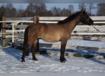 Weitere Warmblüter, Wallach, 6 Jahre, 156 cm, Buckskin