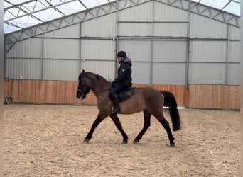Weitere Warmblüter, Wallach, 6 Jahre, 156 cm, Buckskin