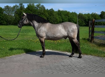 Weitere Warmblüter, Wallach, 6 Jahre, 156 cm, Falbe