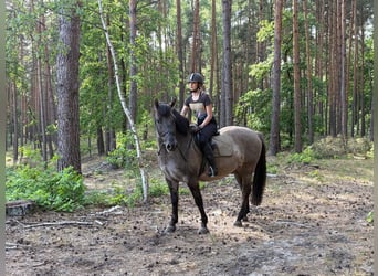Weitere Warmblüter, Wallach, 6 Jahre, 156 cm, Falbe