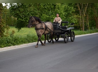 Weitere Warmblüter, Wallach, 6 Jahre, 156 cm, Falbe