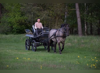 Weitere Warmblüter, Wallach, 6 Jahre, 156 cm, Falbe